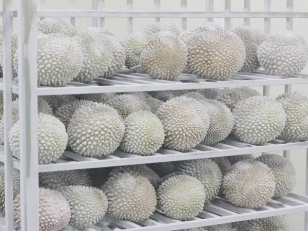 Temperature Monitoring during the Transportation of Frozen Durian