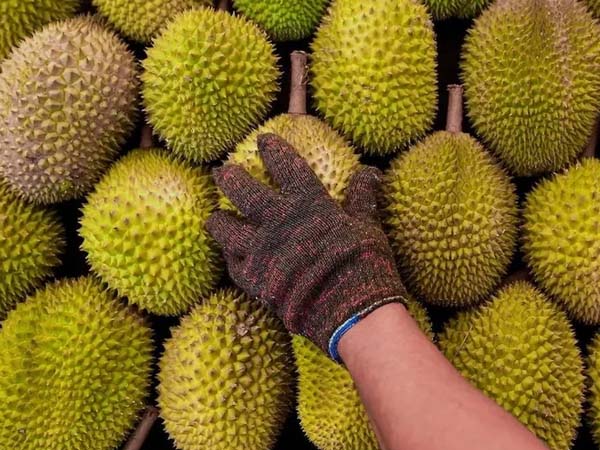 Real time monitoring for durian transportation