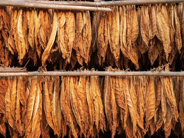 Real-time Temperature Monitoring Solutions for Tobacco Leaf Storage